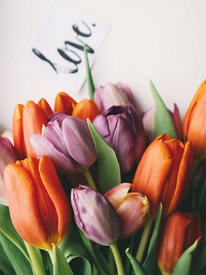 Colorful Tulips